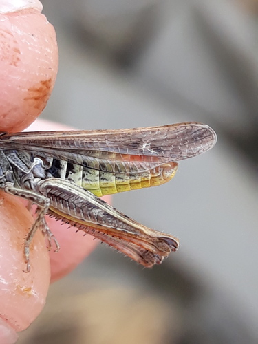 Bow-winged Grasshopper, photo 7 of 7