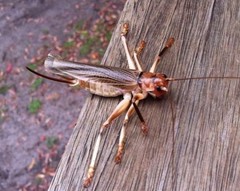 Paragryllacris combusta