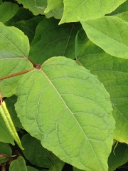 Reynoutria × bohemica