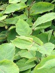 Reynoutria × bohemica