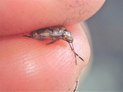 Holcogaster fibulata