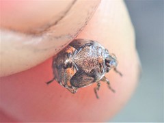 Holcogaster fibulata