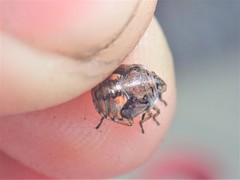 Holcogaster fibulata