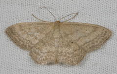 Scopula inductata