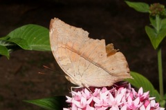 Doleschallia bisaltide australis