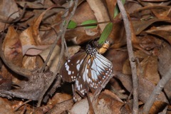 Danaus affinis affinis