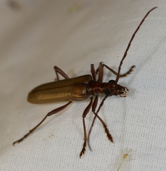 Centrodera decolorata