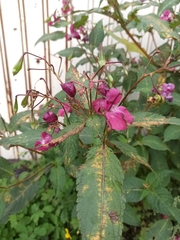 Impatiens glandulifera