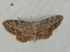 Idaea incisaria