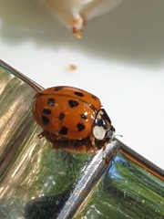 Harmonia axyridis