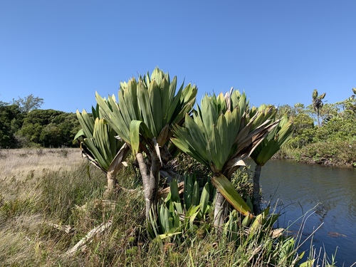 Pandanus platyphyllus observed 2020-08-26