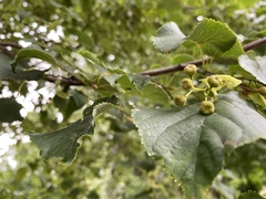 Tilia cordata