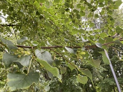 Tilia cordata