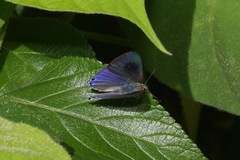 Hypolycaena phorbas