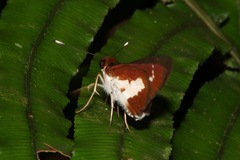Sabera caesina