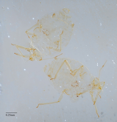 Brachycaudus helichrysi