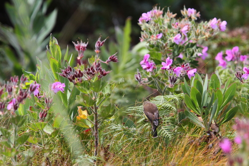 Cape Siskin (Crithagra totta), photo 5