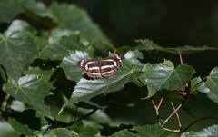 Neptis ilos