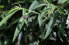 Teratozephyrus arisanus