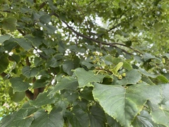 Tilia cordata