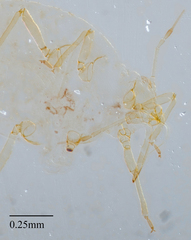 Brachycaudus helichrysi