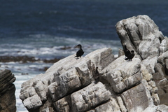 Phalacrocorax neglectus