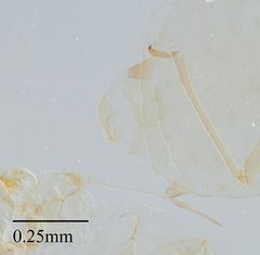 Brachycaudus helichrysi