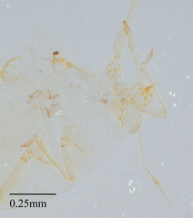 Brachycaudus helichrysi