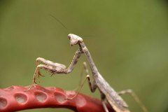 Stagmomantis carolina