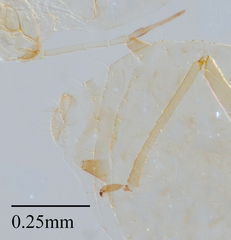 Brachycaudus helichrysi