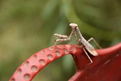 Stagmomantis carolina