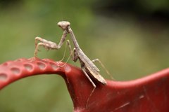 Stagmomantis carolina