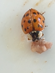 Harmonia axyridis