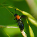 Willow Oak Sawfly - Photo (c) 116916927065934112165, some rights reserved (CC BY), uploaded by 116916927065934112165