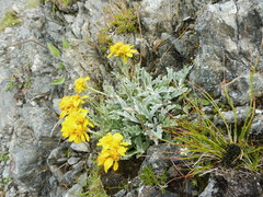 Jacobaea carniolica