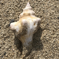 Pleuroploca trapezium