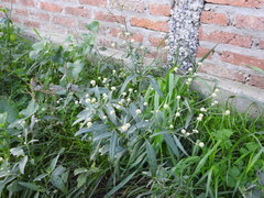 Pfaffia glomerata