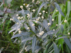 Pfaffia glomerata