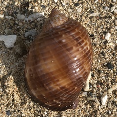 Tonna perdix