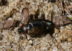 Strigoderma arbicola