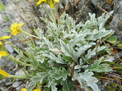 Jacobaea carniolica