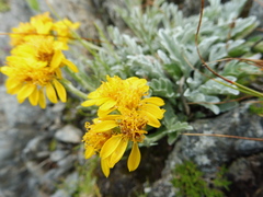 Jacobaea carniolica