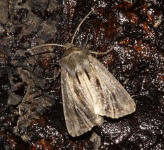 Resapamea stipata