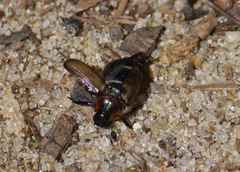 Strigoderma arbicola