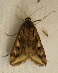 Loxostege cereralis