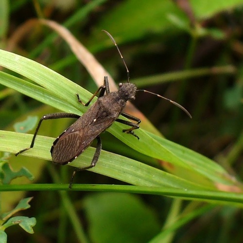 ant bug