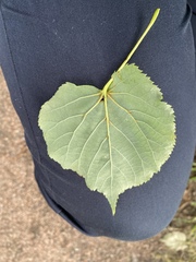 Tilia cordata