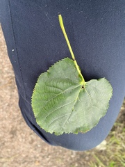 Tilia cordata