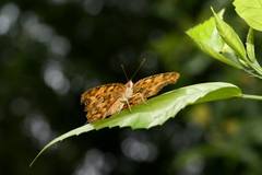 Polygonia c-aureum lunulata