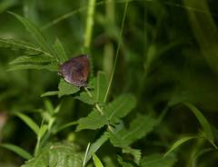 Mahathala ameria
